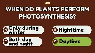 Photosynthesis Challenge Can You Get a Perfect Score