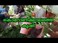 കൊറോണക്കാലത്തെ  കൃഷി || പഴമയിലേക്ക് ഒരു തിരിച്ചു പോക്ക്