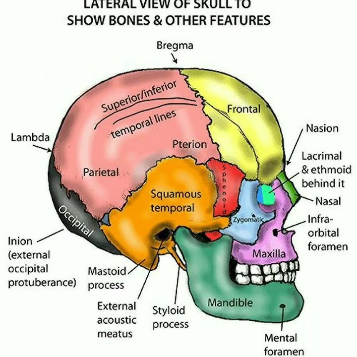 Lateral view of skull showing bones  Temporal frontal parietal occipital mandible maxilla zygomatic