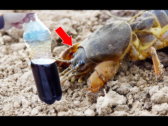 Пивная Ловушка для Медведки Супер Способ Как Избавиться От Медведки Навсегда! Медведка на Пиво