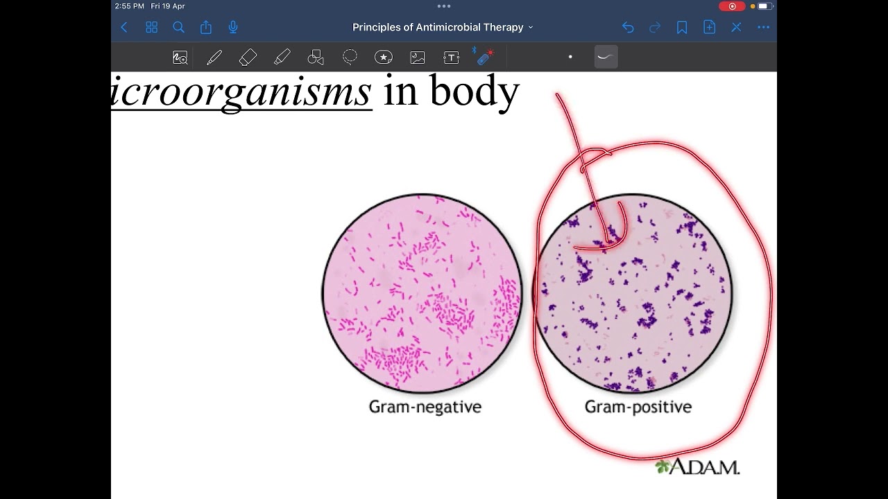 Lec 8 Principles of Anti-Microbial Therapy part 1