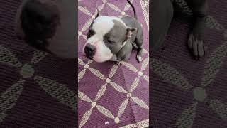 Meet Our Shorty, Bjorn Ironside. Our Savage Pocket Bully