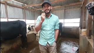 আপনি কোন ধরনের গাভী কিনে খামার শুরু করবেন চলেন দেখে আসি