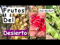 Frutos del Desierto | Biznagas | Garambullo | Tunas | Pitahaya | Pitaya | Desierto Verde