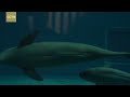 Watch the rare head-first delivery of the Yangtze finless porpoise