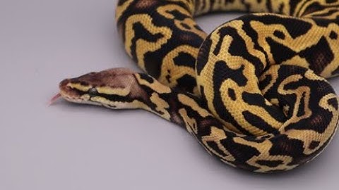 Leopard Ball Python Genetics and Amazing Combos