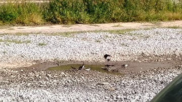 House martins and swallows collecting mud
