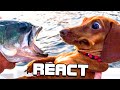 React: 🤣 Funniest 🐶 Dogs and 😻 Cats - Awesome Funny Pet Animals Videos 😇