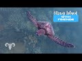 Fitzroy Island with Friends and a Turtle Who Stole the Show (Ep.42) | Sailing ARGO