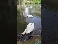 Лебеди и лотосы в подворье женского монастыря Всецарица // Swans and lotuses Vsetsaritsa Convent