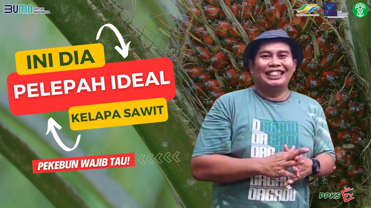 Bagaimana Jumlah Pelepah Sawit Ideal untuk Produksi Maksimal?