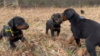 Cisco European Doberman puppies - 4 Weeks Old by Von Hohenhalla Dobermans 524 views 2 months ago 3 minutes, 55 seconds