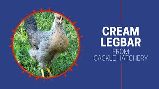 Cream Legbar