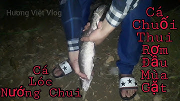 Cá Chuối Đốt Rơm ( Cá Lóc Nướng Chui ) | Chiều Muộn Mùa Gặt .