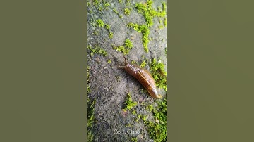 Snail without Shell Zoom view | Slug moving | Somewhere Southwest