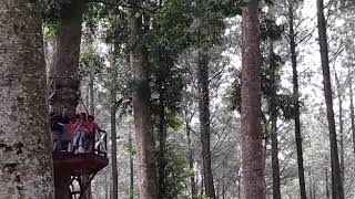 Manda kembang langit