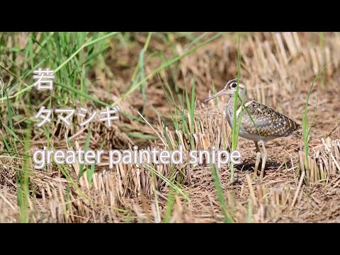 【若】タマシギ greater painted snipe
