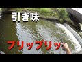 ヤマベを釣って観よう！　オイカワ ハエ