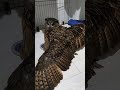 今日のジュニ君🦉羽広げて