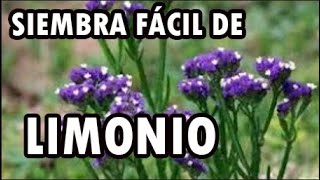 Lemongrass (Limonium sinuatum)