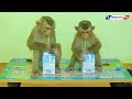 Monkey Drink Milk | Funny Baby KAKO And LUNA Enjoy Lactasoy