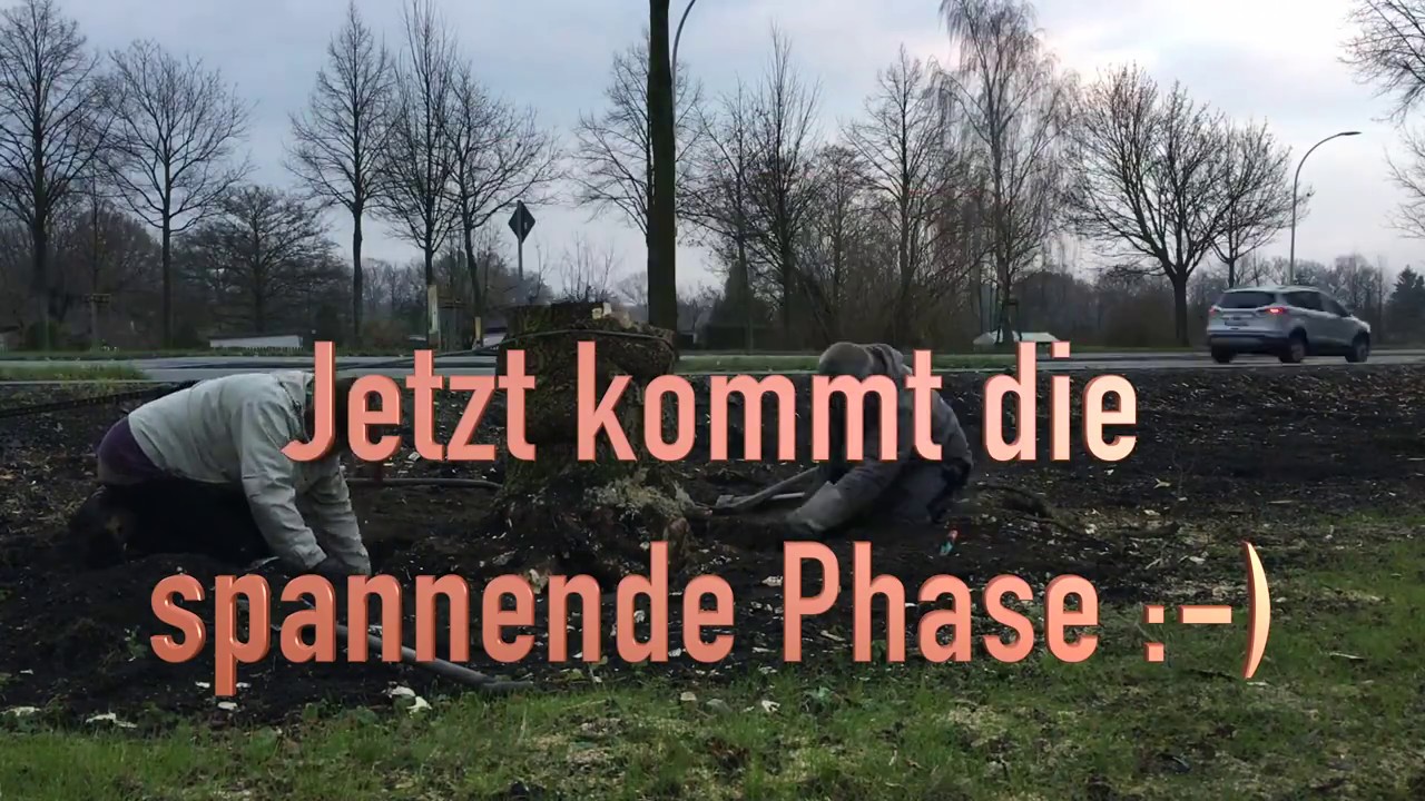 Baumwurzel / Wurzel mit Hand und Kettenzug Roden / Ziehen in Zittau Süd (Remove Tree Roots)