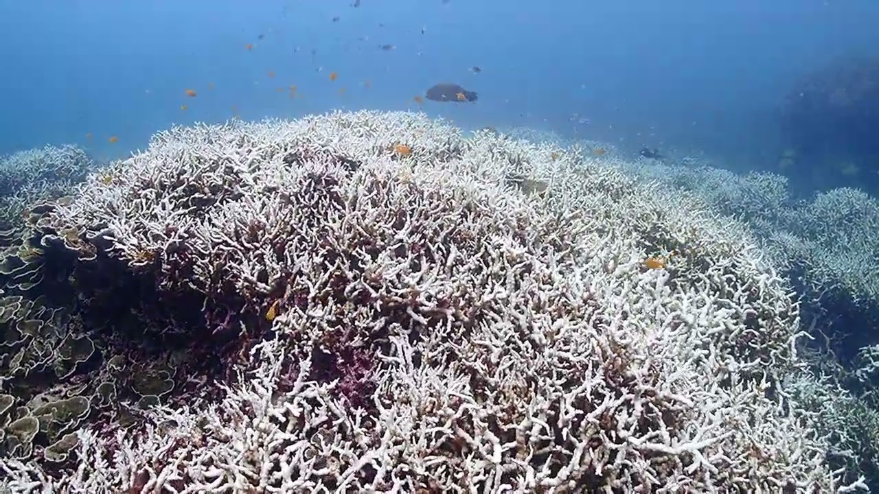 Tenaka - Coral mass bleaching