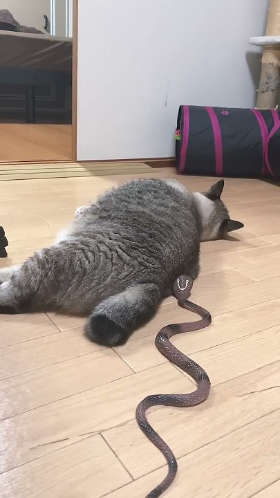 Surprised cat