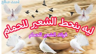 فوائد الشعير للحمام