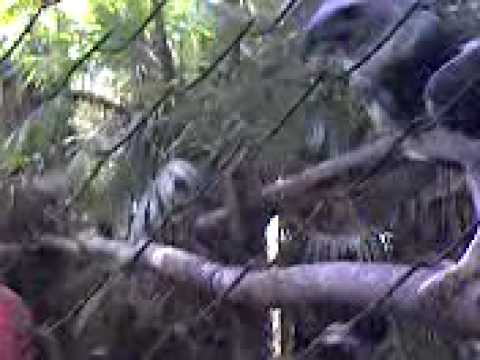 Harpy Eagle