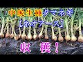 中晩生種タマネギ【ネオアース】収穫！