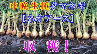 中晩生種タマネギ【ネオアース】収穫！