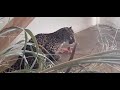 За сколько минут леопард съела курицу? / In how many minutes did the leopard eat the chicken?