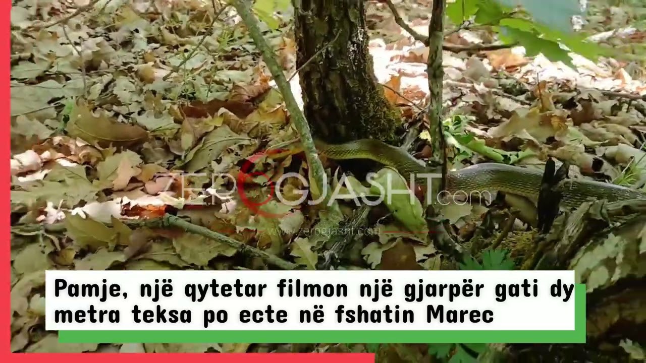 Pamje, një qytetar filmon një gjarpër gati dy metra teksa po ecte në fshatin Marec