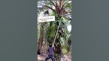 Saya Tidak Jago Panen Sawit tpi Egrek Saya tajam pak