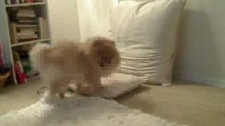 Download Lagu Dog Humps Pillow Then Cleans Himself Up MP3