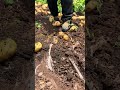 🥔 potato farming#farmlife #rogater #gardening #agriculture #agro #asmr #satisfying #villagelife