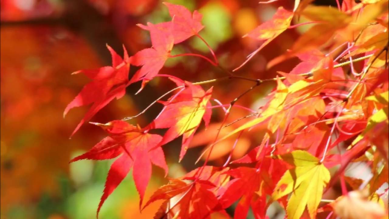 ヴィヴァルディ 四季 より秋 第3楽章 ナクソス クラシック キュレーション 元気 Youtube