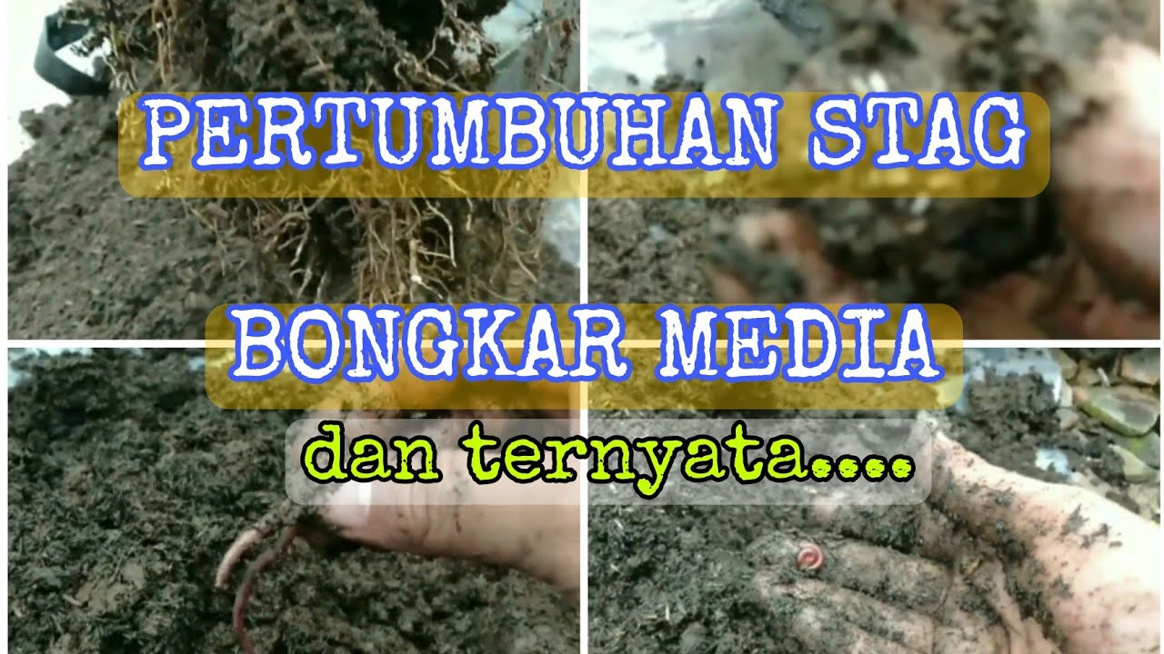BONGKAR MEDIA TANAM ANGGUR ARA 29 | PERTUMBUHAN STAG NAN#PART1