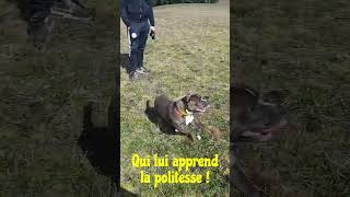 Slone Staffie réactif chiens, en séance d'éducation by Pôle Canin Artémis 98 views 3 weeks ago 3 minutes, 26 seconds
