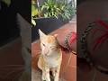 Где кошка #shorts #short #cat #юмор