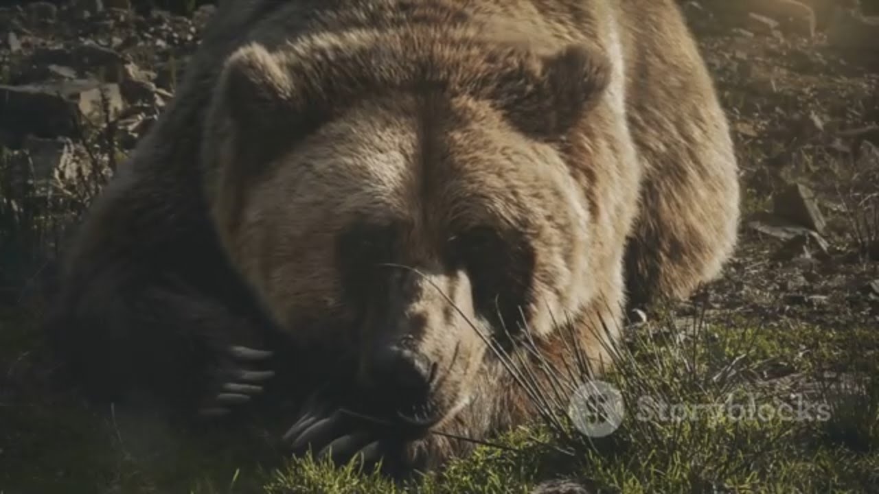 Bear vs Kangaroo: A Hypothetical Showdown