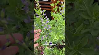Purple Spring Flower Bed #garden #gardening #springgarden