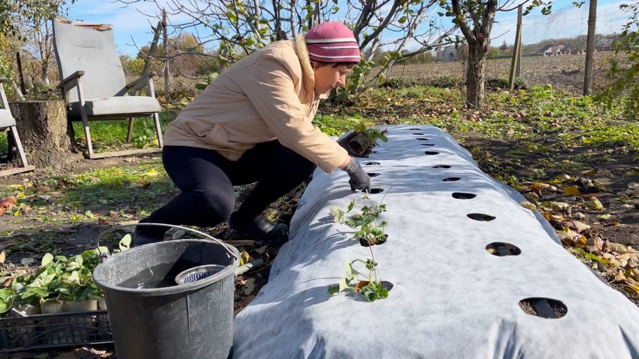 Ноябрь на Кубани | Посадка клубники и чеснока | Готовим новые ульи 