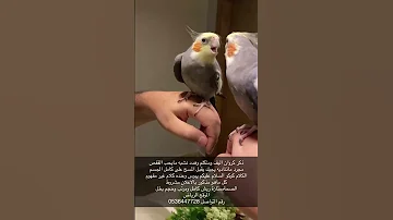 ذكر كروان متكلم وهدد نشبه مره 