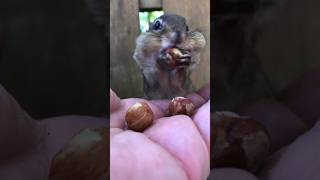 Me Boris Wanted To Wish A Happy Birthday To Aurel