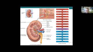 Chapter 26 Urinary System Part 1
