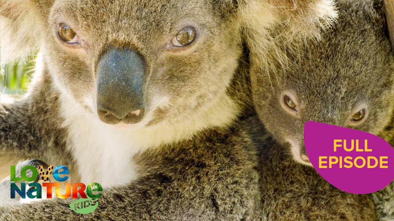 Fun Facts About Koalas! | Secret Life of the Koala 101