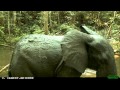 animaux sauvages photographiés par photo-pièges à Nyonié au Gabon de 2009 à avril 2012.avi
