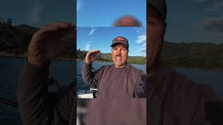 Kokanee 101: Play With Flash & Vibration Like This for Steady Bites #shorts #fishing #kokanee #tips